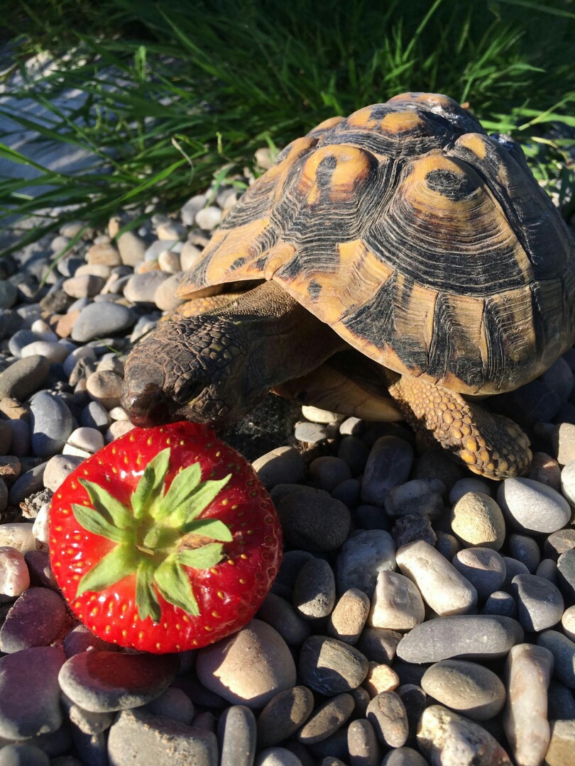 ErdbeerenSchildkröte